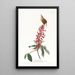 Troglodyte di Caroline - John James Audubon — quadro incorniciato alla parete