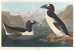 Grande pulcinella di mare - John James Audubon — vista dell’opera