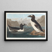 Grande pulcinella di mare - John James Audubon — quadro incorniciato alla parete