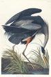 Grande airone blu - John James Audubon — vista dell’opera