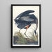 Grande airone blu - John James Audubon — quadro incorniciato alla parete