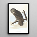 Grand-duc cendré - John James Audubon — quadro incorniciato alla parete