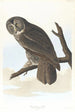 Grand-duc cendré - John James Audubon — vista dell’opera