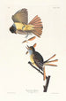 Tyran huppé - John James Audubon — vista dell’opera