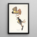 Tyran huppé - John James Audubon — quadro incorniciato alla parete