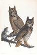 Grande gufo americano - John James Audubon — vista dell’opera