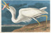 Grande airone bianco - John James Audubon — vista dell’opera
