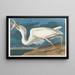 Grande airone bianco - John James Audubon — quadro incorniciato alla parete