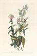 Tyran à tête noire - John James Audubon — vista dell’opera