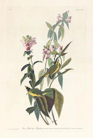 John James Audubon - Green blackcapt flycatcher.webp