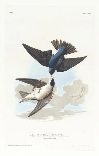 John James Audubon - Greenblue or white bellied swallow.webp
