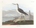 Barge à queue noire - John James Audubon — vista dell’opera