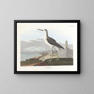 Barge à queue noire - John James Audubon — quadro incorniciato alla parete