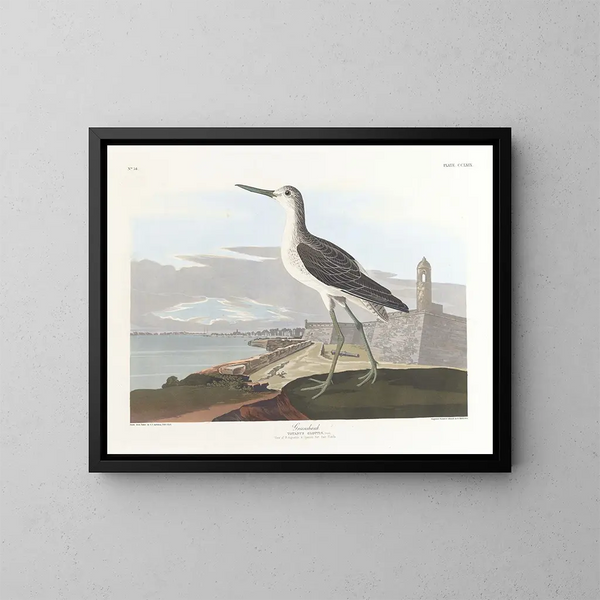 Barge à queue noire - John James Audubon — quadro incorniciato alla parete