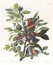 Colombe terrestre - John James Audubon — vista dell’opera