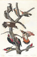 Pic chevelu Pic à ventre rouge Pic à ailes rouges Pic de Lewis Pic à poitrine rouge - John James Audubon — vista dell’opera
