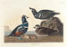 Paperino arlecchino - John James Audubon — vista dell’opera