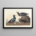 Paperino arlecchino - John James Audubon — quadro incorniciato alla parete