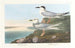 Sterne di Havell - John James Audubon — vista dell’opera