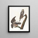 Ghiandaia epervier - John James Audubon — quadro incorniciato alla parete