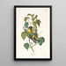 Paruline des pruches - John James Audubon — quadro incorniciato alla parete