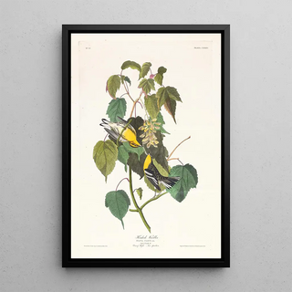 John James Audubon - Hemlock warbler.webp