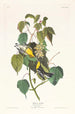 Paruline des pruches - John James Audubon — vista dell’opera
