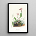 Bruant de Henslow - John James Audubon — quadro incorniciato alla parete