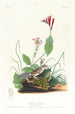 Bruant de Henslow - John James Audubon — vista dell’opera