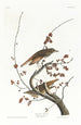 Grive solitaire - John James Audubon — vista dell’opera