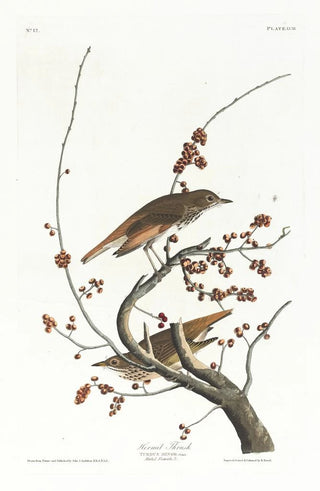 John James Audubon - Hermit thrush.webp