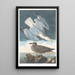 Goéland argenté - John James Audubon — quadro incorniciato alla parete