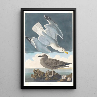 John James Audubon - Herring gull.webp