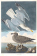 Goéland argenté - John James Audubon — vista dell’opera