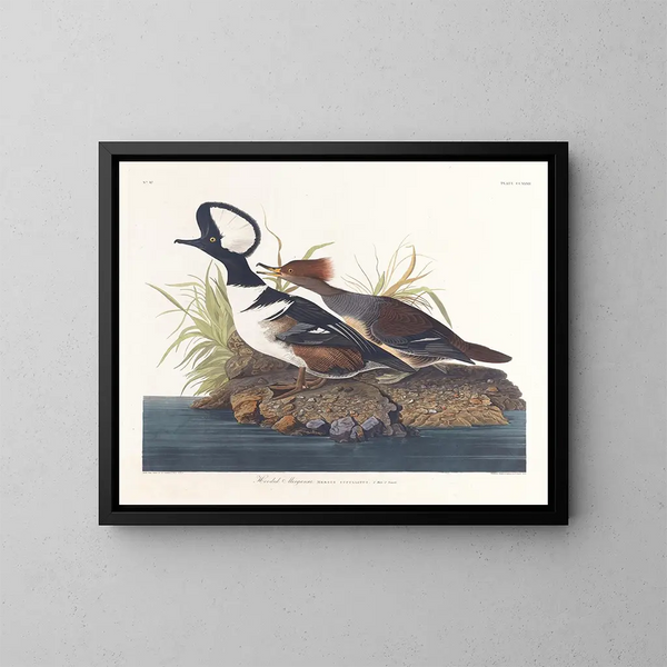Cigno reale - John James Audubon — quadro incorniciato alla parete