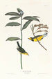 Paruline à capuchon - John James Audubon — vista dell’opera