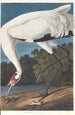 Grue blanche - John James Audubon — vista dell’opera