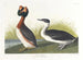 Grèbe à cou noir - John James Audubon — vista dell’opera