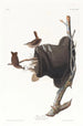 Troglodyte familier - John James Audubon — vista dell’opera