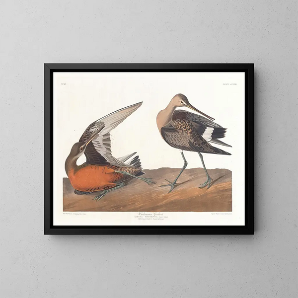 Barge hudsonienne - John James Audubon — quadro incorniciato alla parete