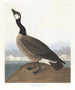 Bernache nonnette di Hutchins - John James Audubon — vista dell’opera