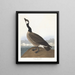 Bernache nonnette di Hutchins - John James Audubon — quadro incorniciato alla parete