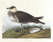 Cacciatore - John James Audubon — vista dell’opera