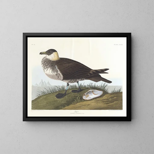 Cacciatore - John James Audubon — quadro incorniciato alla parete