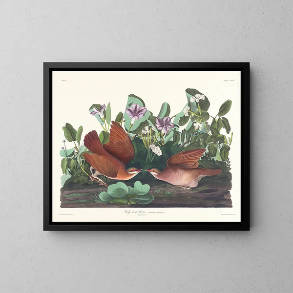Colombe di Key West - John James Audubon — quadro incorniciato alla parete