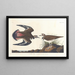 Pluvier kildir - John James Audubon — quadro incorniciato alla parete