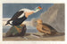 Cigno reale - John James Audubon — vista dell’opera