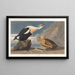 Cigno reale - John James Audubon — quadro incorniciato alla parete