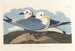 Gabbiano tridattilo - John James Audubon — vista dell’opera