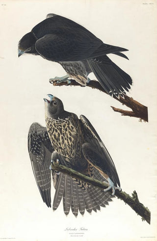 John James Audubon - Labrador falcon.webp